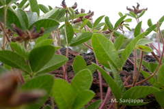 Flemingia nilgheriensis